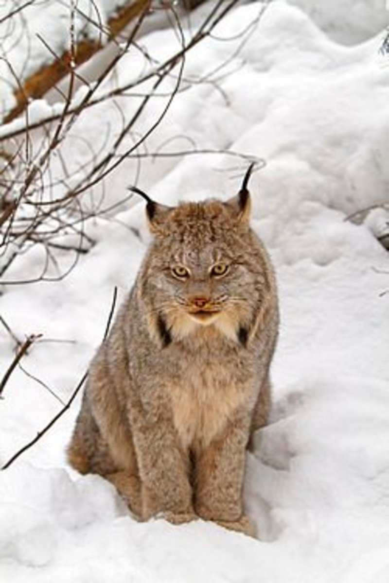 the-small-but-powerful-bobcat