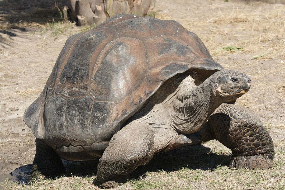 World’s Biggest Tortoise – the Galapagos Tortoise, Image Credit: Mfield, Matthew Field via Wikimedia Commons.