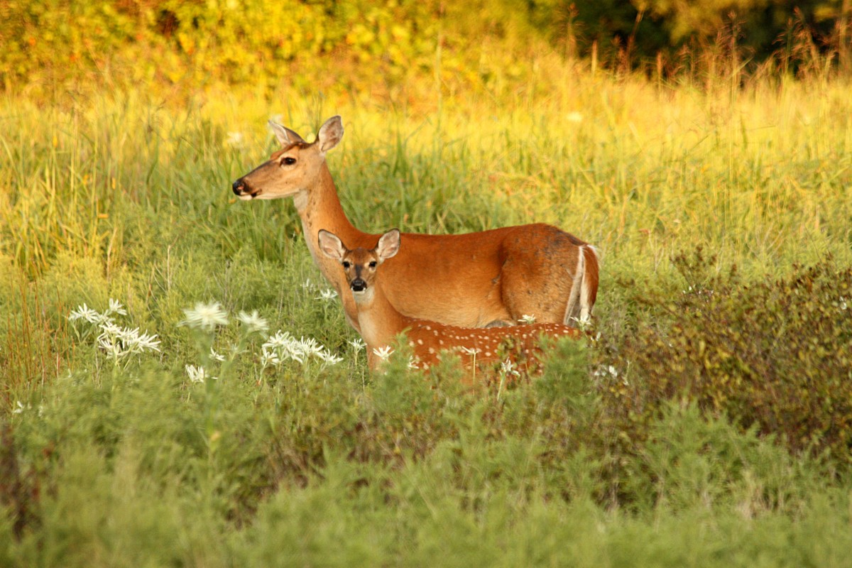 White tailed fawn and mother in field.