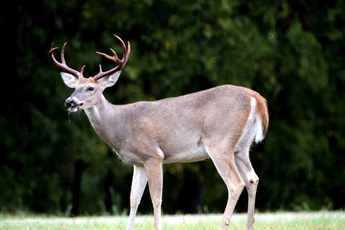 White-Tailed Deer - Facts and Information