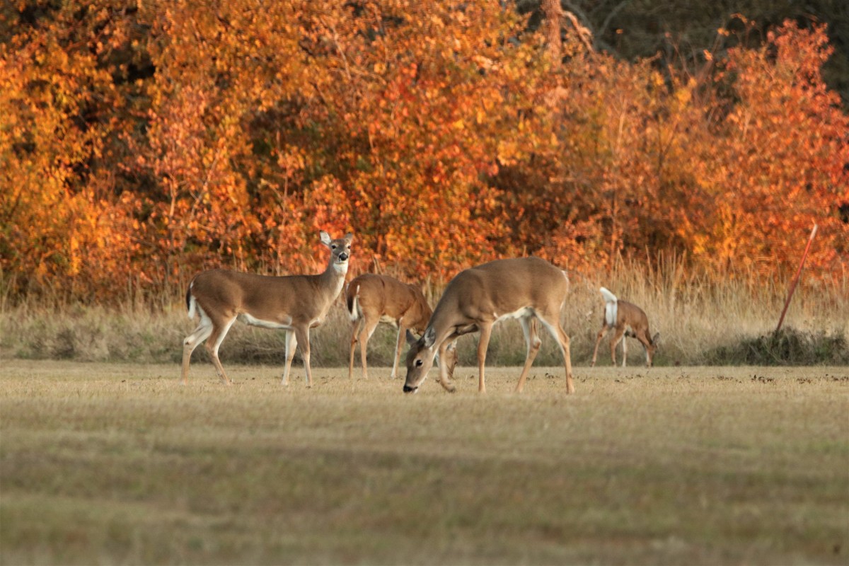 WhiteTailed Deer Facts and Information HubPages
