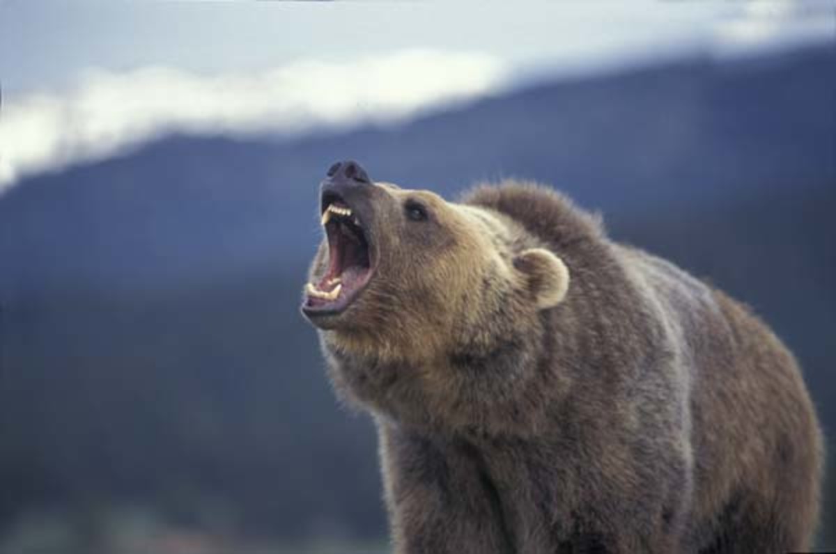 the-grizzly-bear-or-silvertip-bear