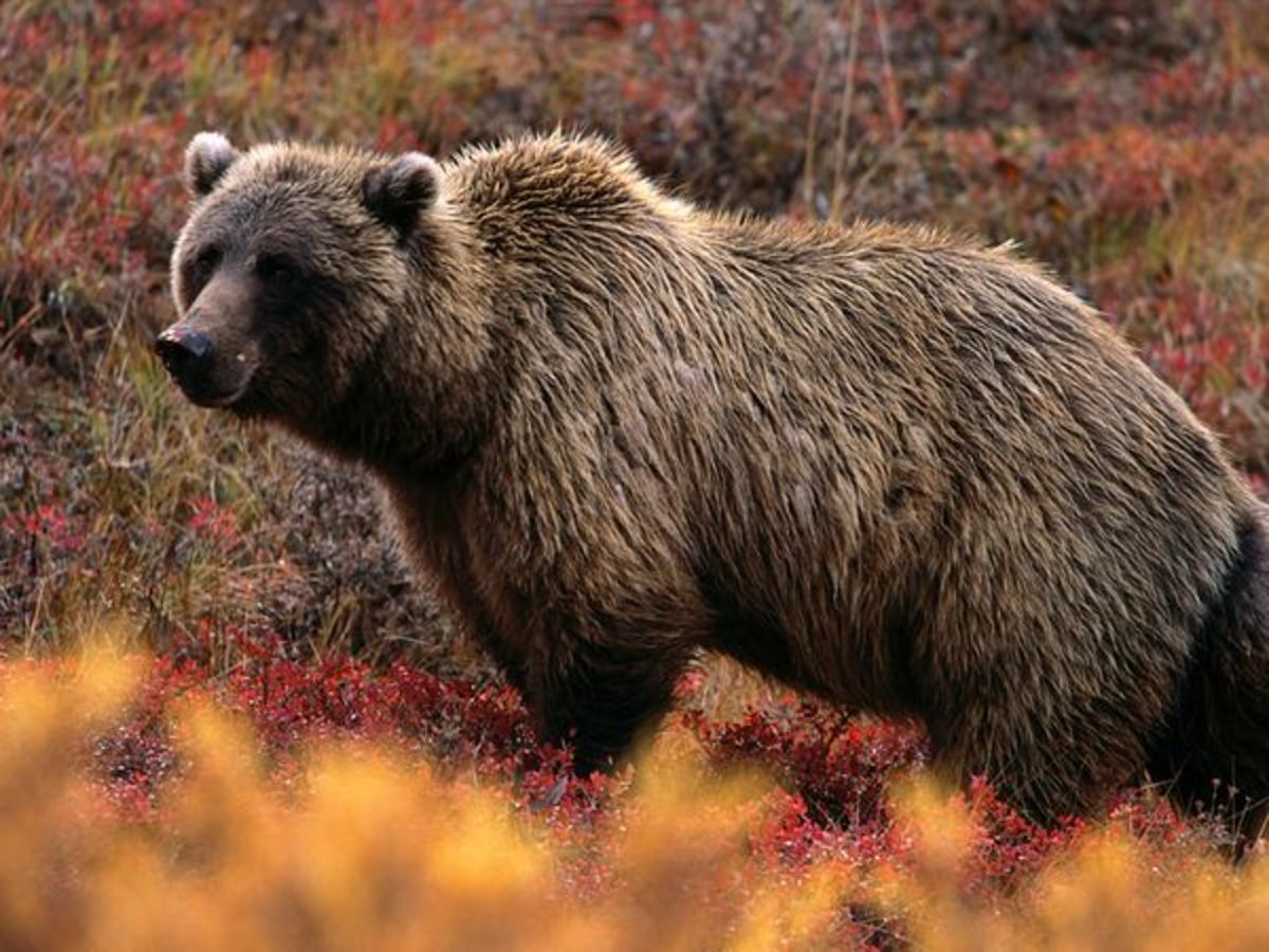 The Grizzly Bear or Silvertip Bear - HubPages