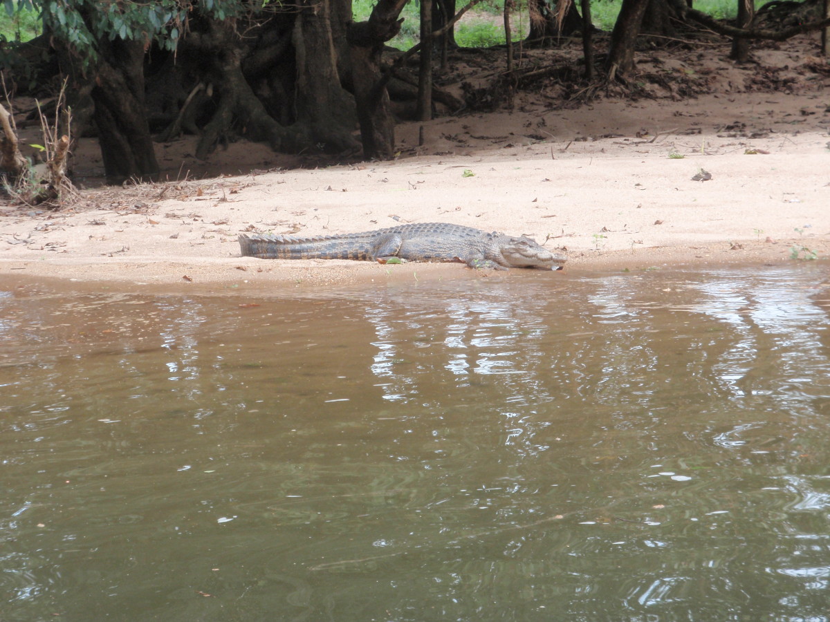 Crocodiles enjoy sunbathing as much as we do