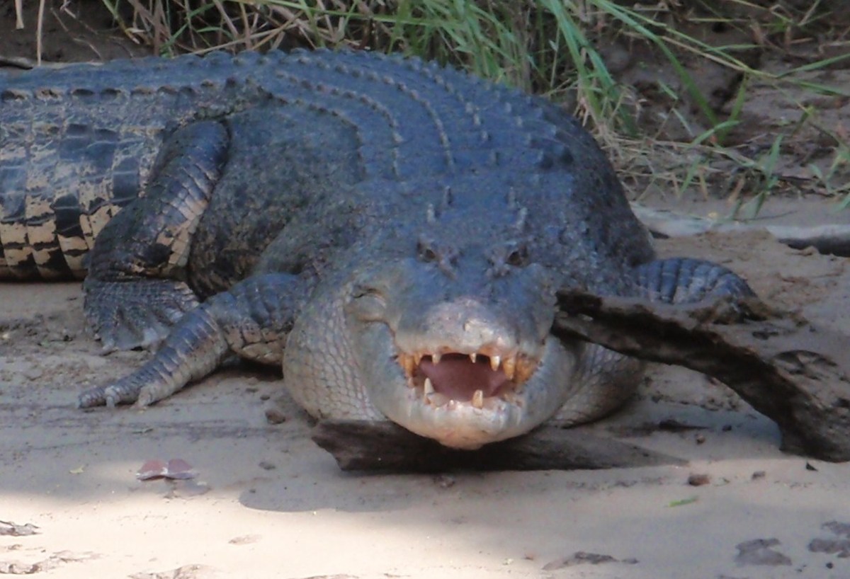 One of the largest saltwater crocodiles recorded in the Daintree River - off the northern end of the Great Barrier Reef