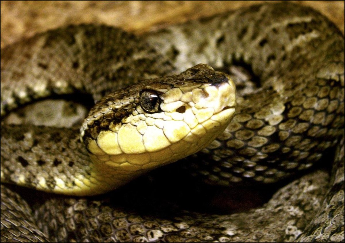 Bothrops asper - The Lance Head Viper. The Ultimate Pit Viper, An Exceedingly Venomous Snake