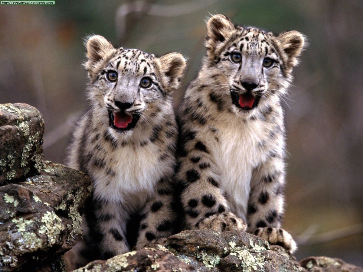 endangered snow leopard cubs