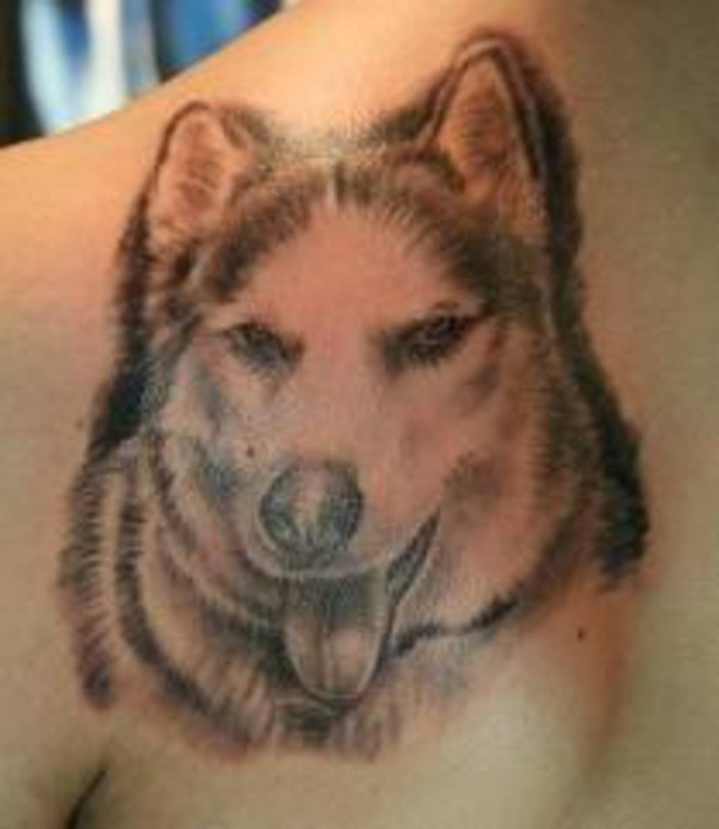 siberian-husky-facts-and-owner-tattoos
