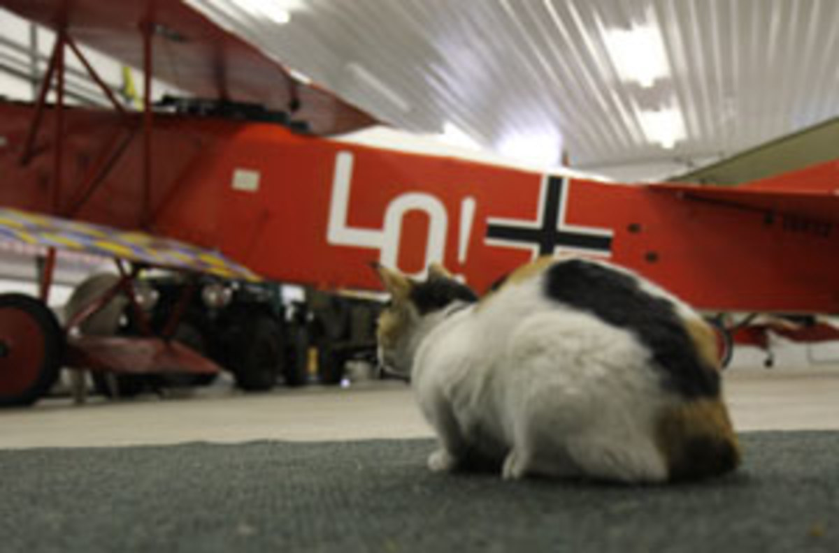 Lo was Udet's name for his girlfriend, Eleanor.  This is the Vintage Aero Flying Museum's Fokker D-7 replica, and the cat in the foreground is named for a mascot of the Lafayette Escadrille...the real mascot was a lion cub.