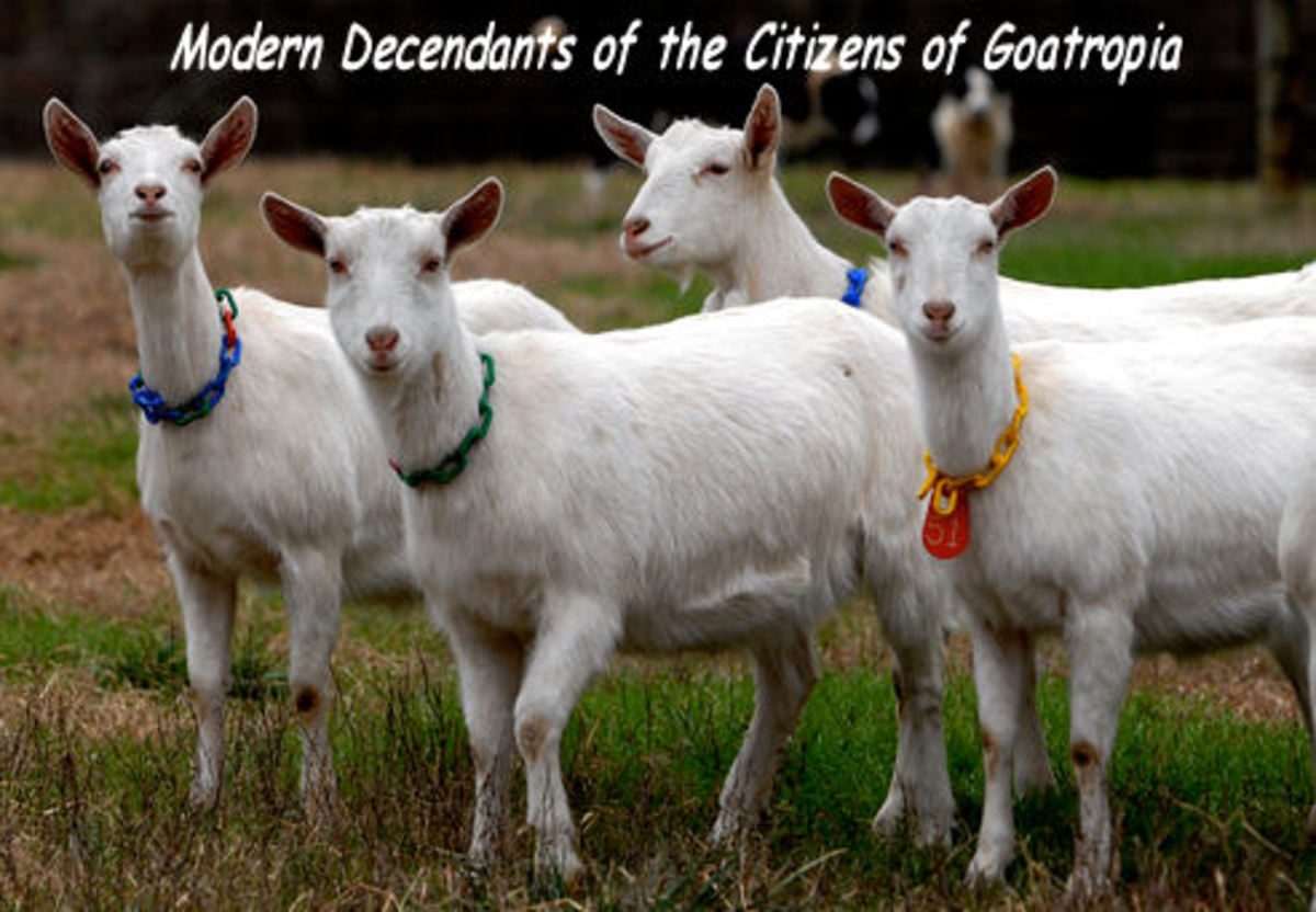 Why Goats Don't Like Rain HubPages