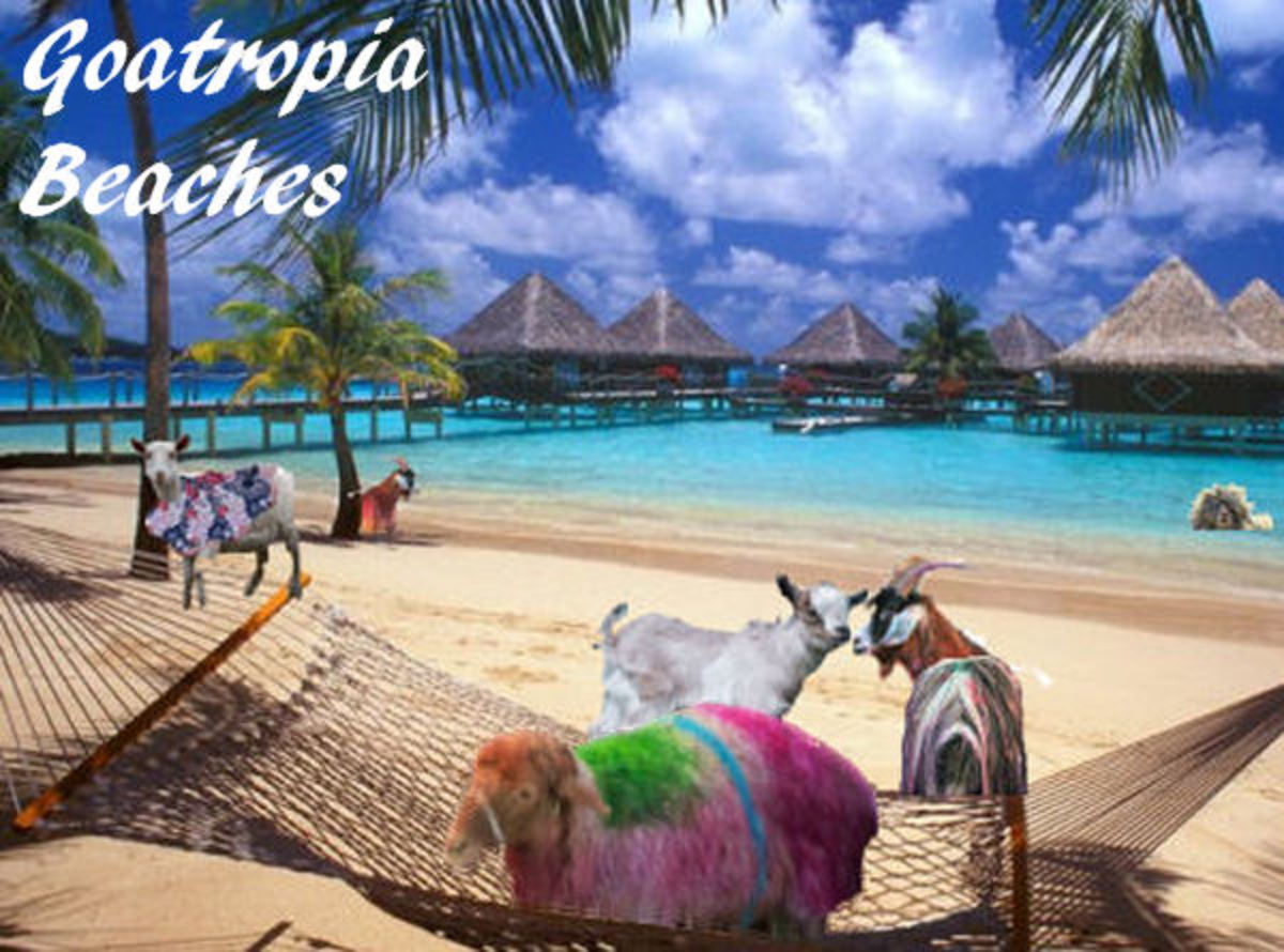 Why Goats Don't Like Rain HubPages