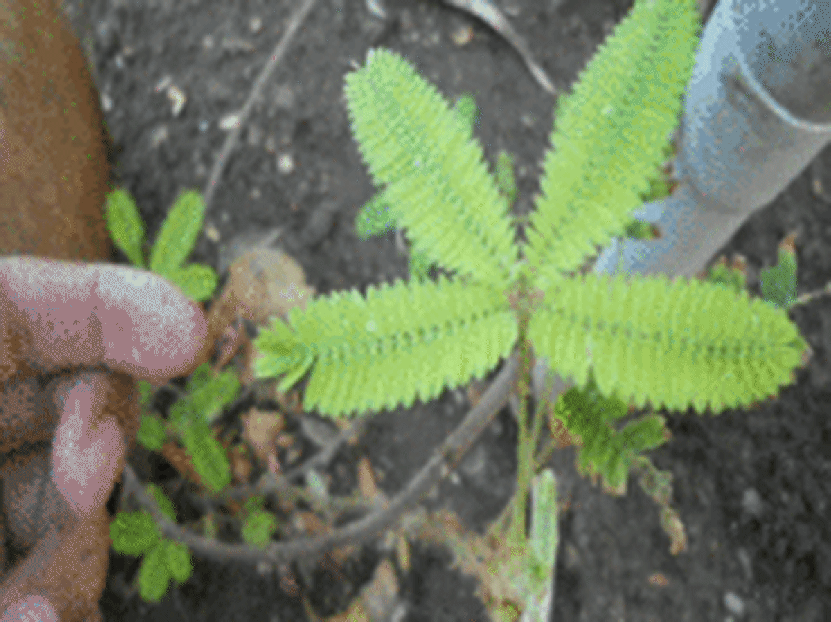 Mimosa Plant (Mimosa pudica): How It Moves its Leaves