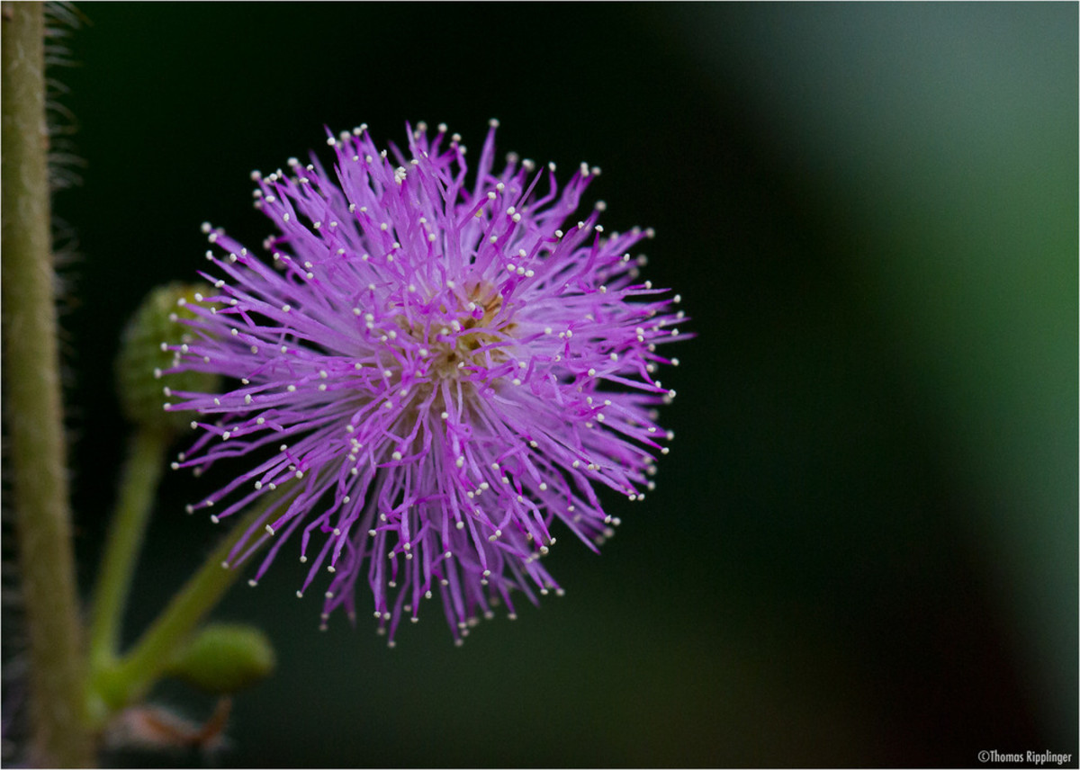 Mimosa Pudica flower