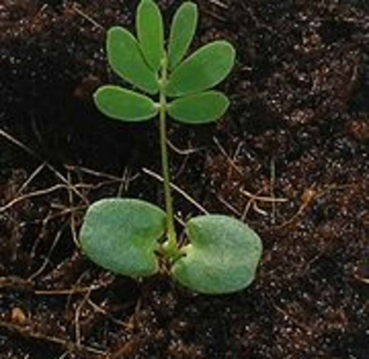 Seedling Mimosa Plant