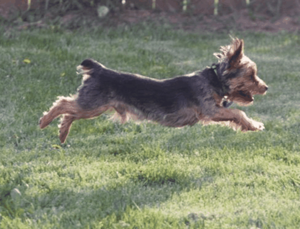 Puppy flight instinct