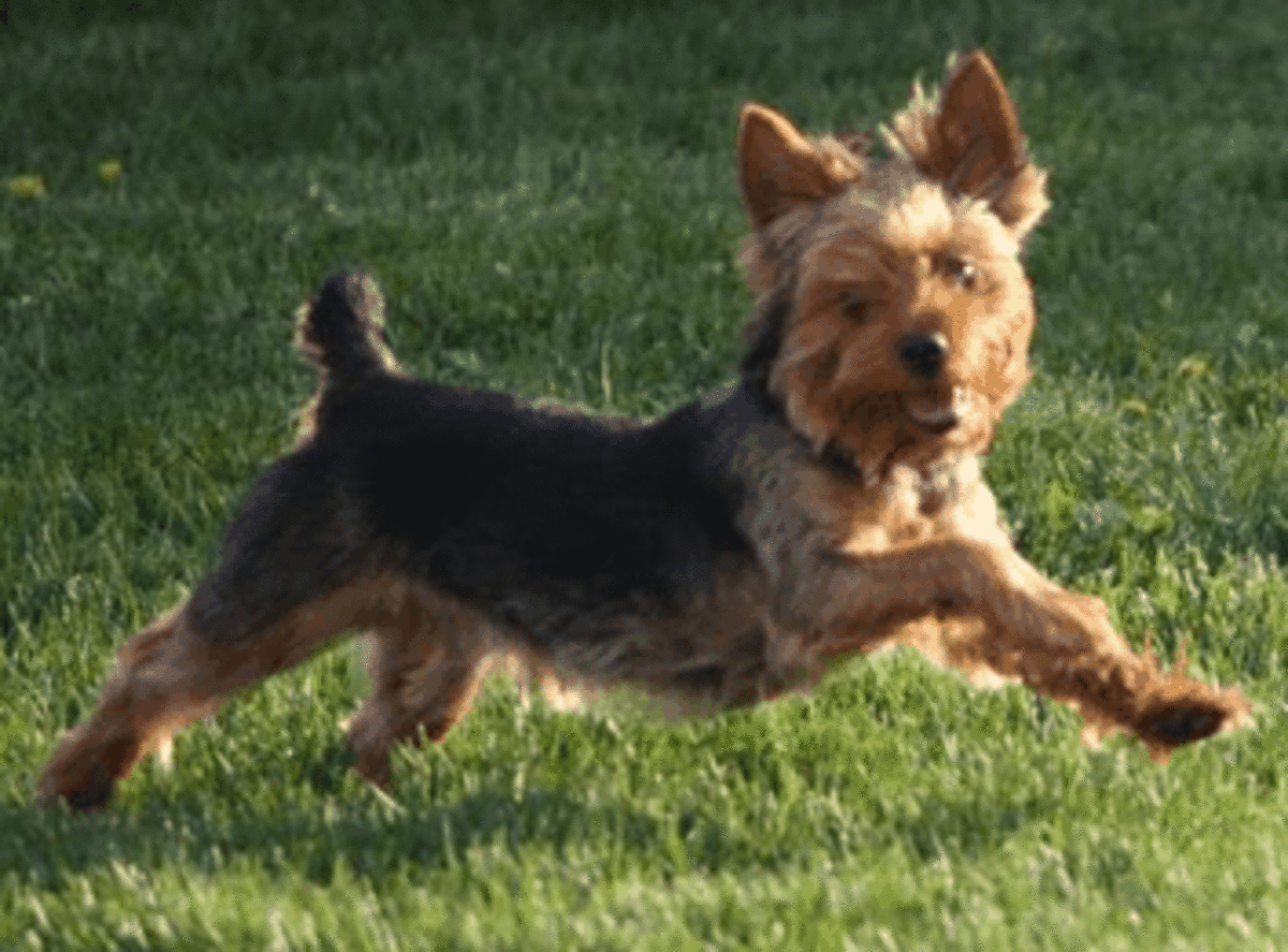 How to Train a Yorkshire Terrier to Sit