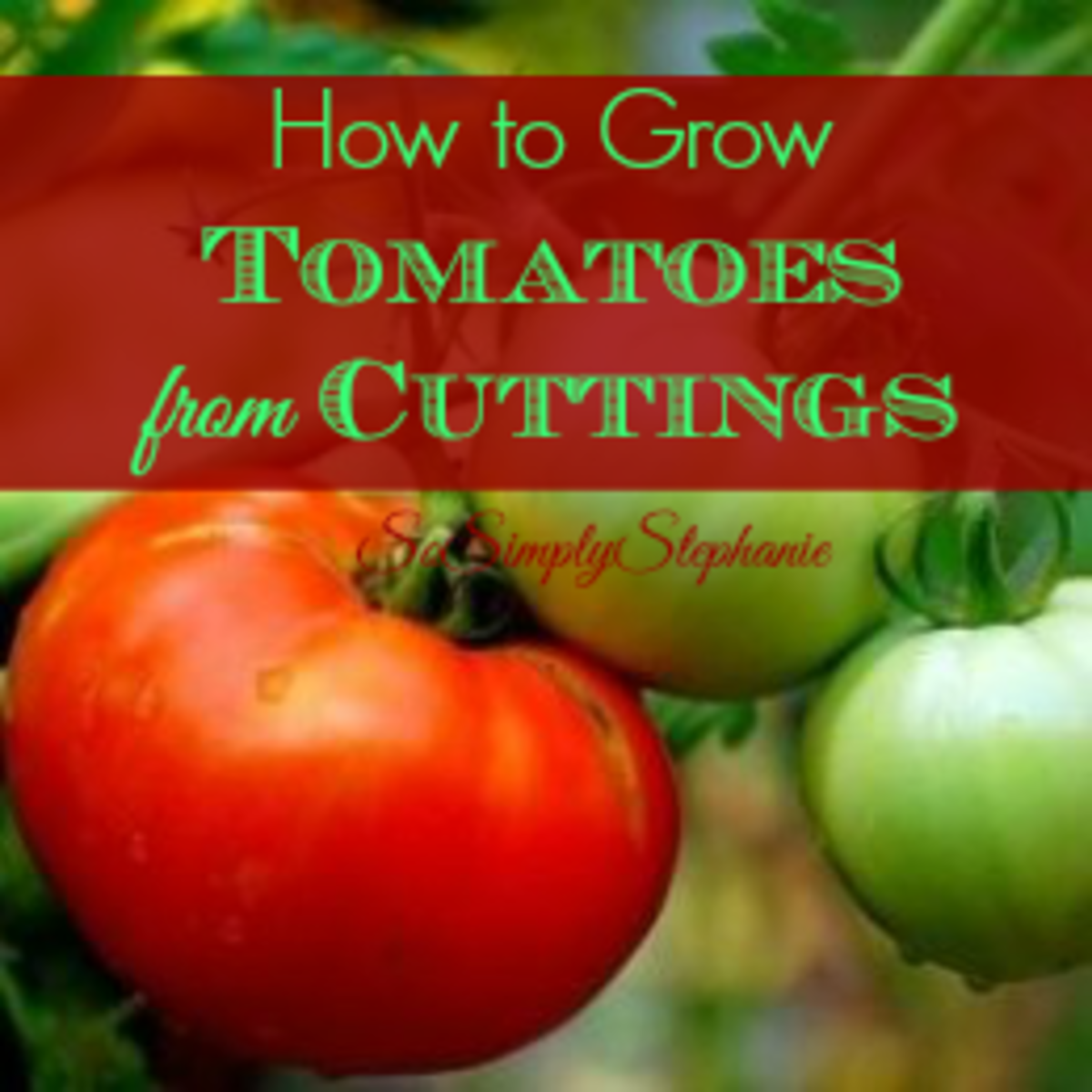How to Grow Tomatoes from Cuttings