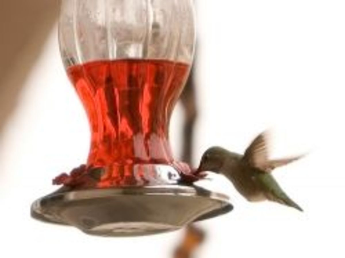 hummingbird food recipe