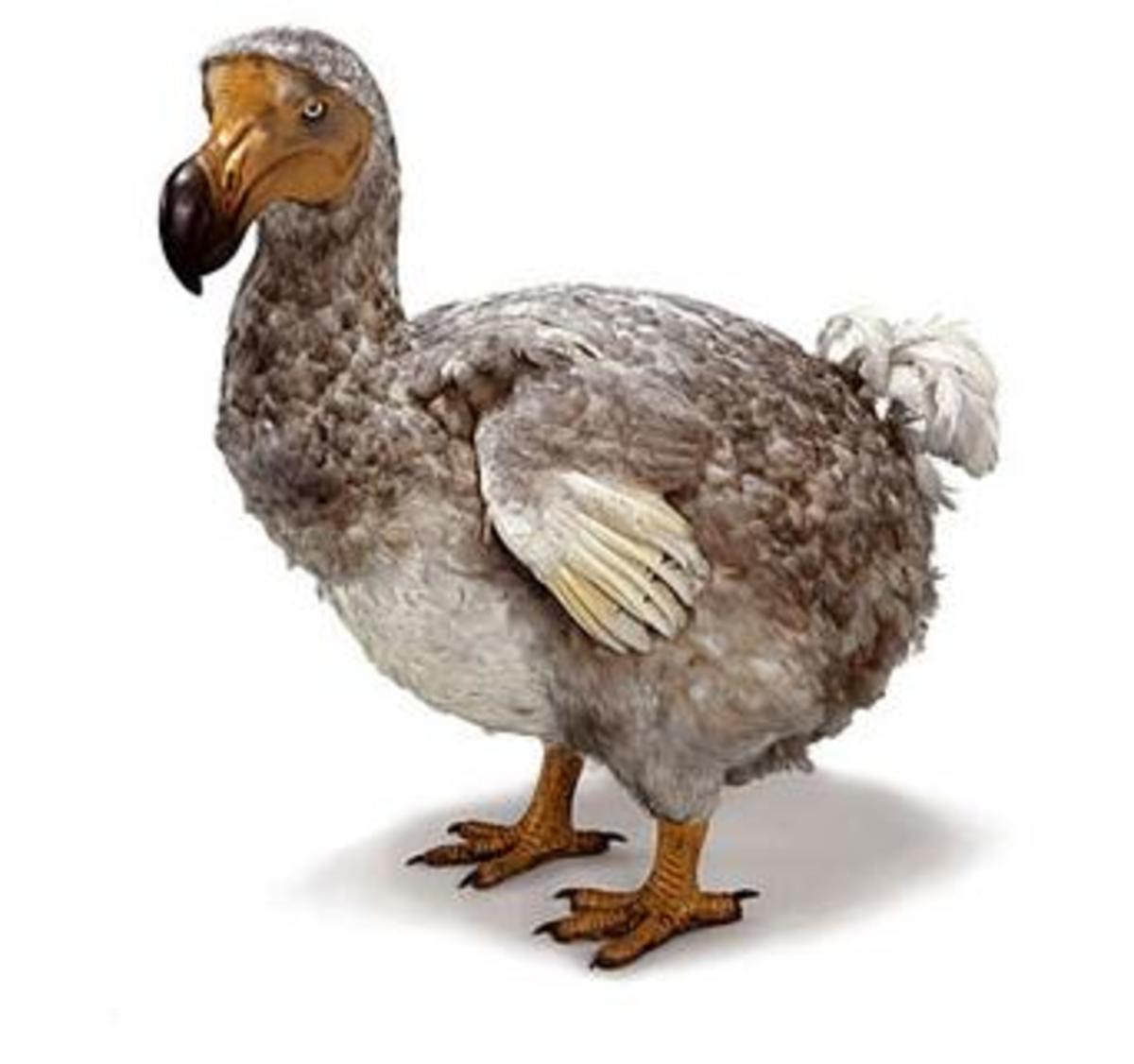 Dodo bird, went extinct at at the end of the 17th century due to over hunting and the introduction of cats, dogs, and pigs to its habitat.