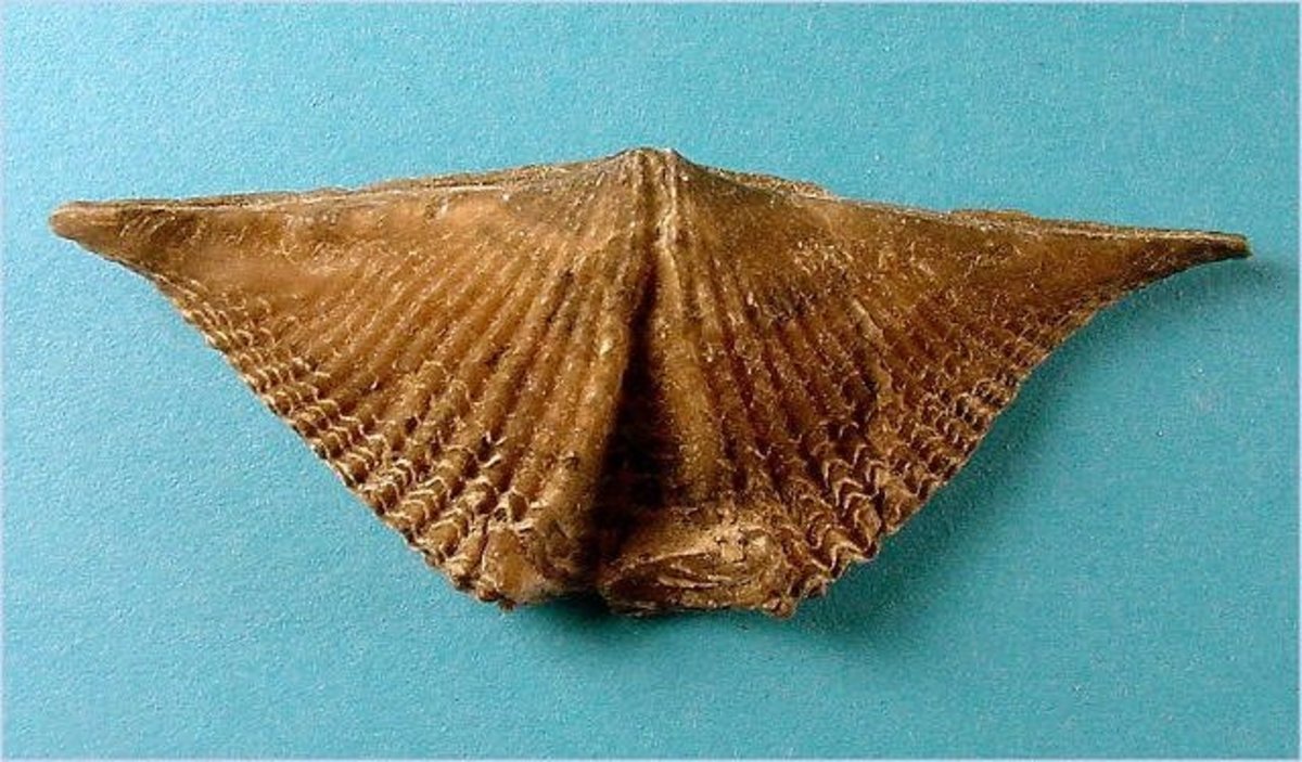 The fossilized shell of a brachipod.