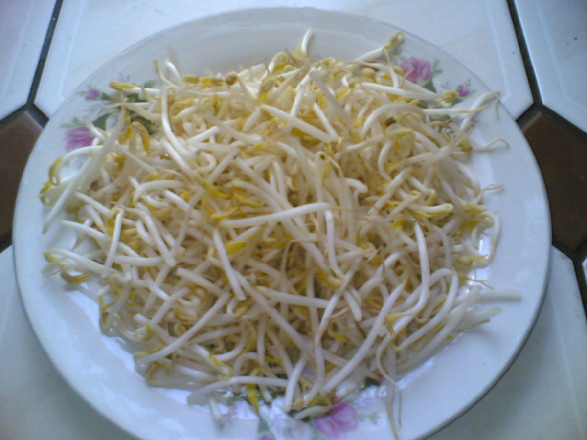 Bean Sprouts Bean Sprouts