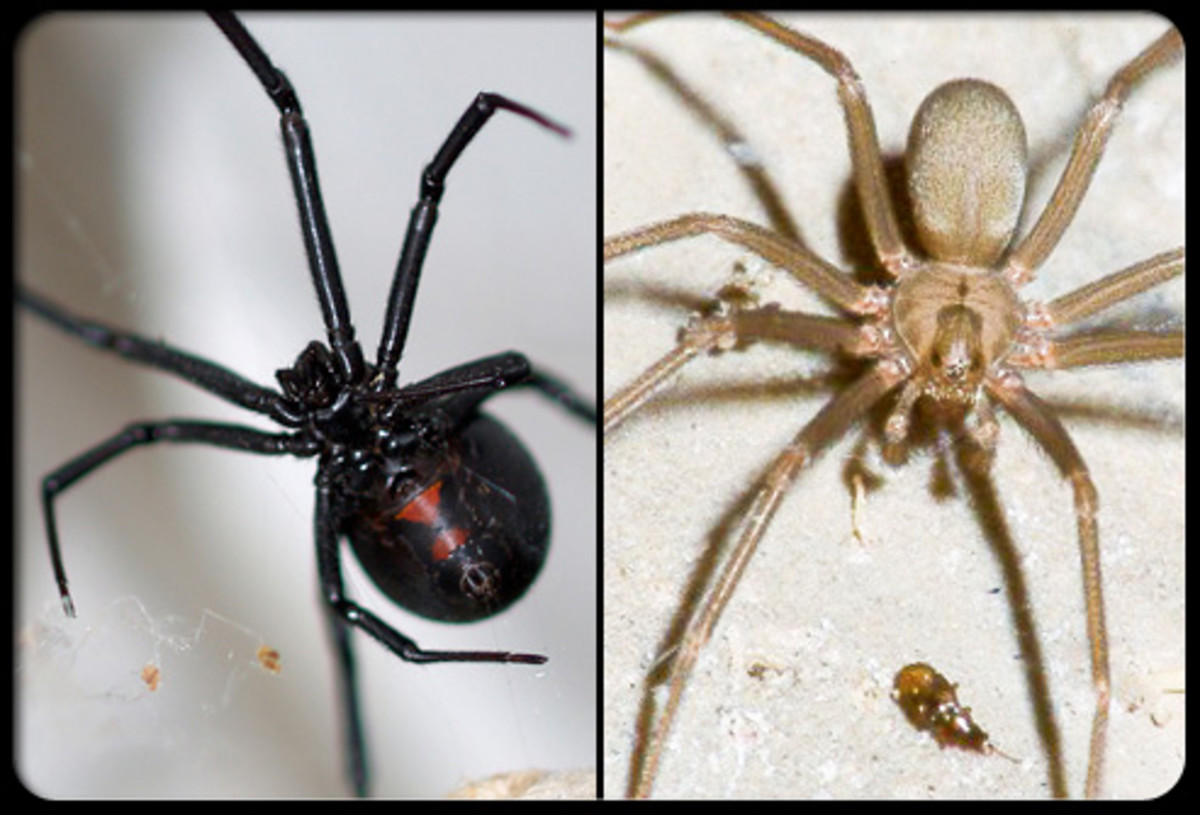 Black Widow Spiders and Brown Recluse Spiders Prevalent in Texas| Inspect Children's Play Areas and Outside Toy
