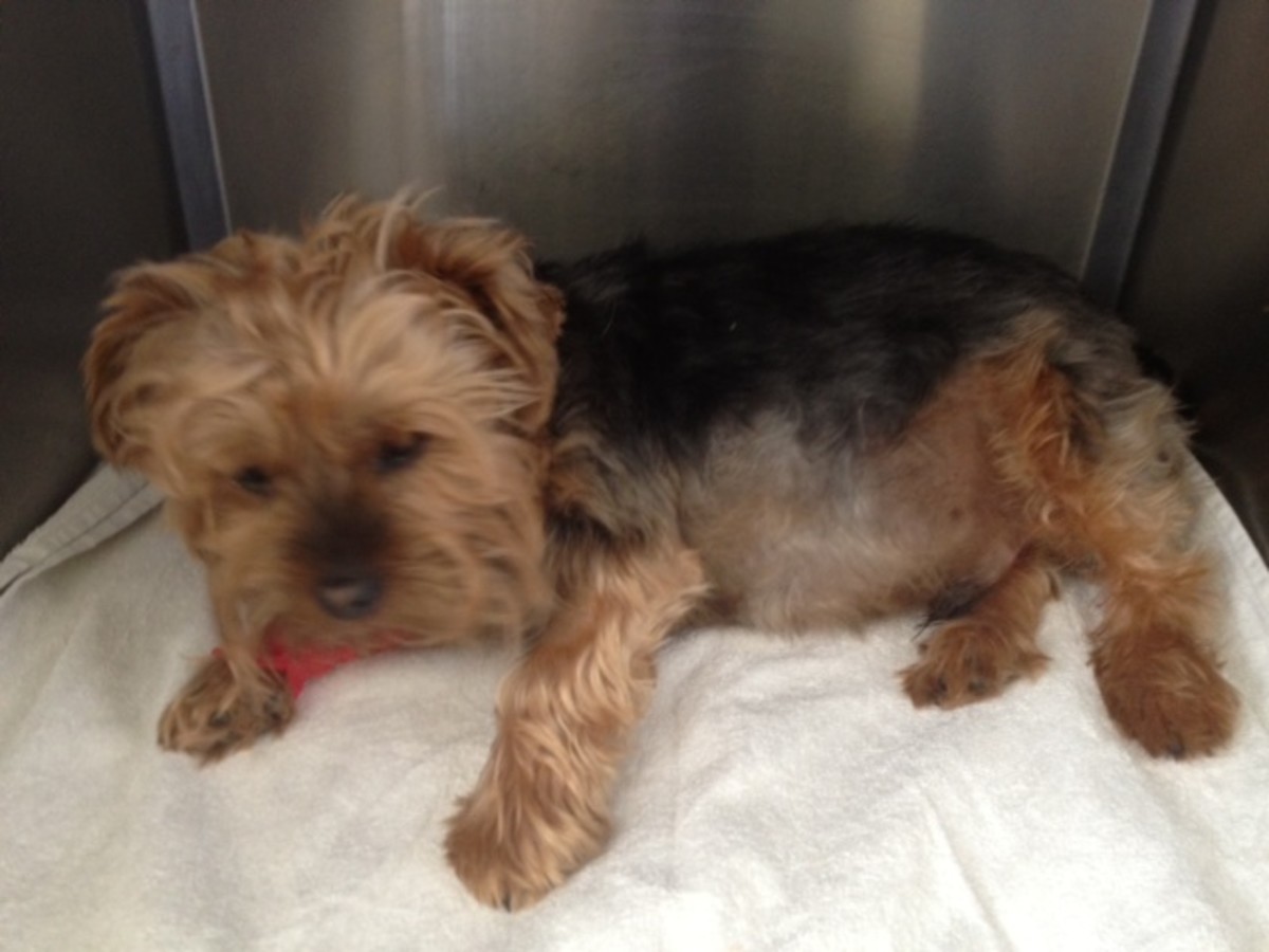 Yorkshire Terrier with Cushing's disease- note the thin hair coat and pot-bellied appearance