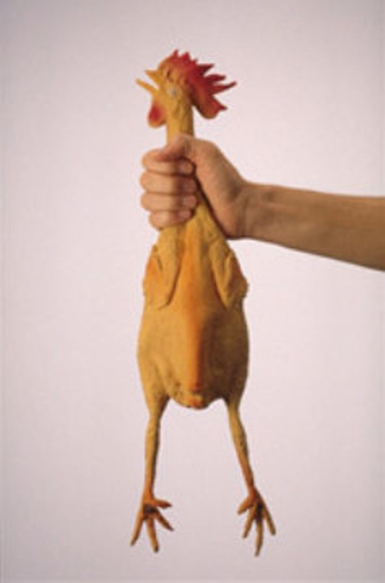 The rubber chicken you should buy!!
