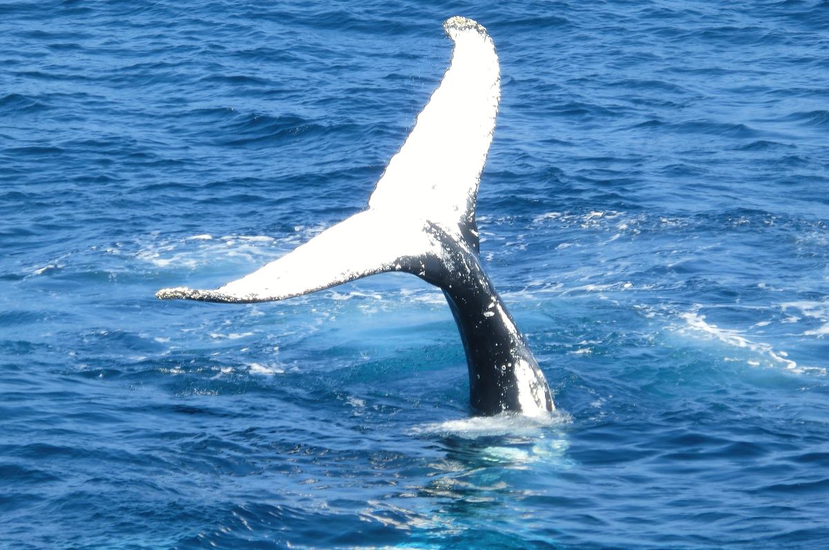 Blue Whale: Getting To Know The Largest Animal On Earth - HubPages