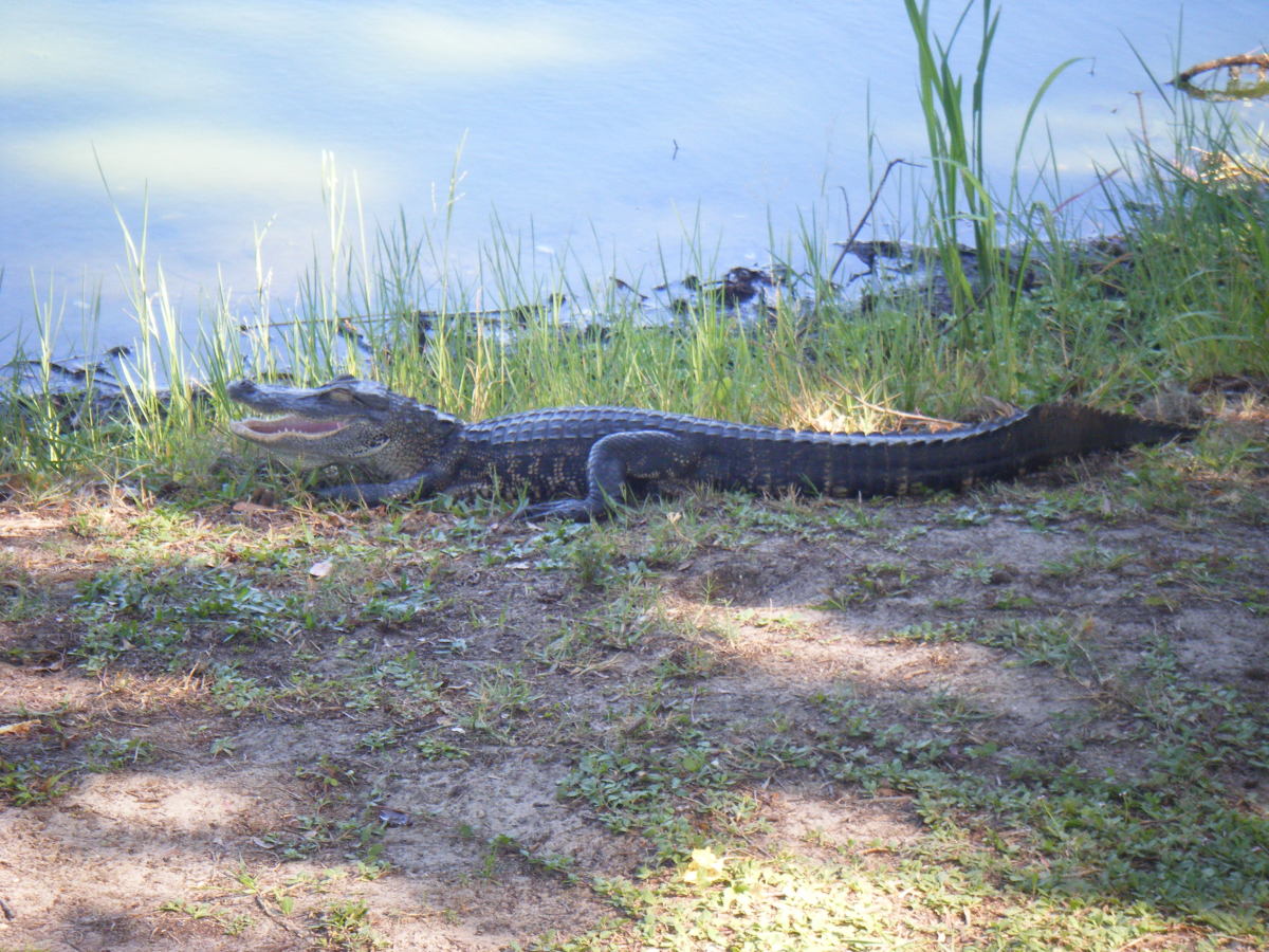 Young alligator shows his teeth at Lake Alice, Gainesville, Florida.  The Lake is located on the university campus.  It is common to see alligators, Florida softshell turtles and many bird types there.  There are also bat houses not far from the lake