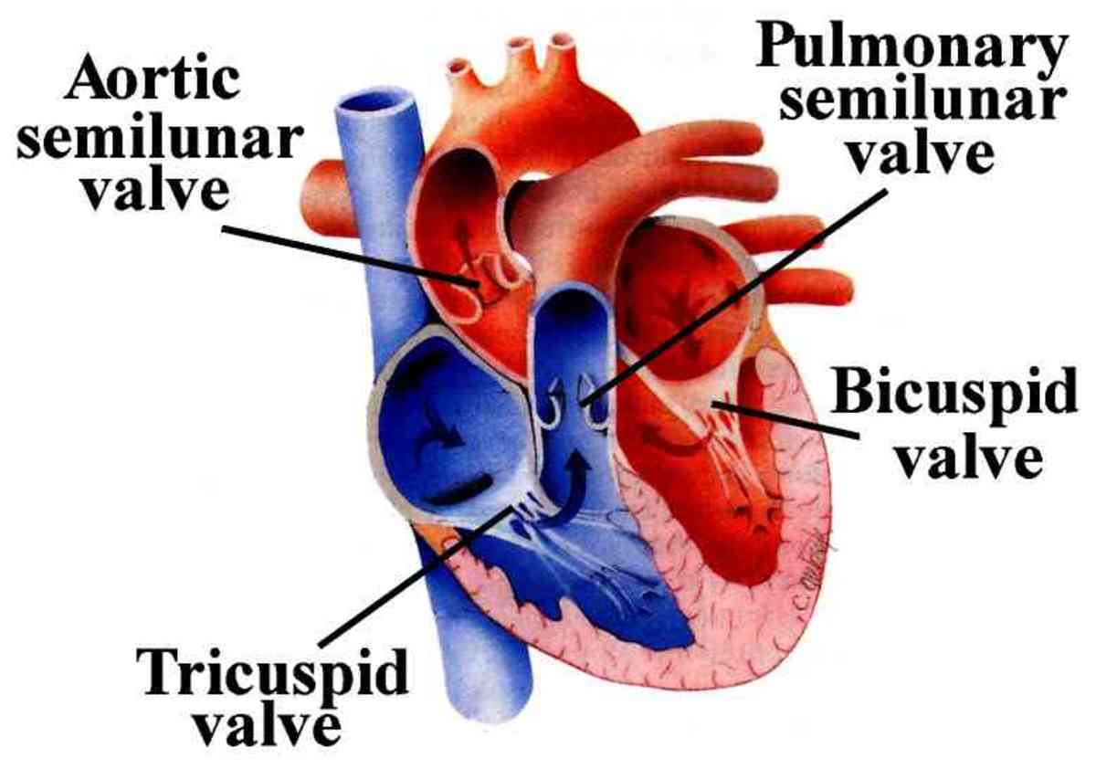 Difference of Arteries and Veins and structure of human Heart (SA and AV node, definition semilunar valve) and more