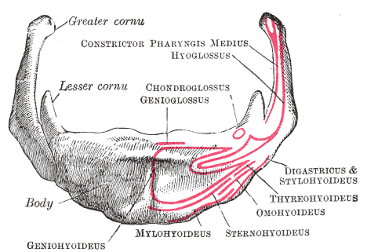 A detailed drawing of the hyoid bone.