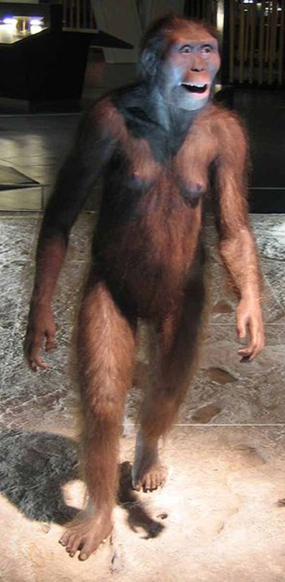The hominid known as Australopithecus afarensis was the first of our family to be able to routinely stand and walk on two legs.