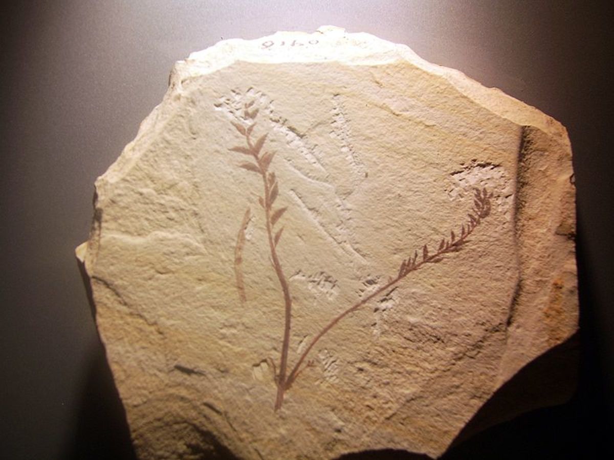 A 130 million year old fossil of one of the first flowering plants, Archaefructus liaoningensis recovered from China in 2002.