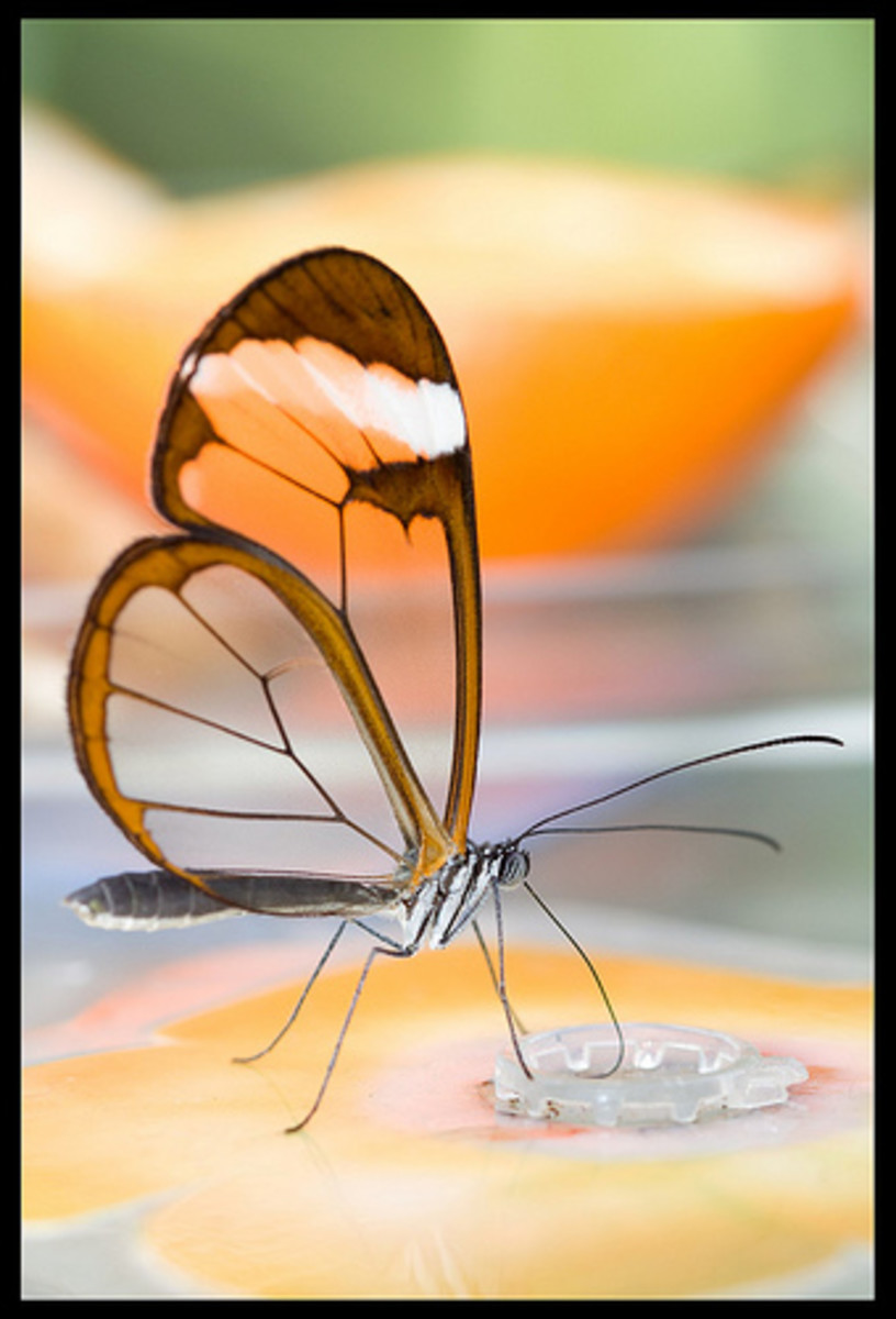 glasswing-butterfly-including-the-pink-glasswing-butterfly