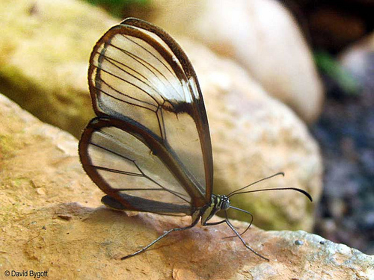 glasswing-butterfly-including-the-pink-glasswing-butterfly