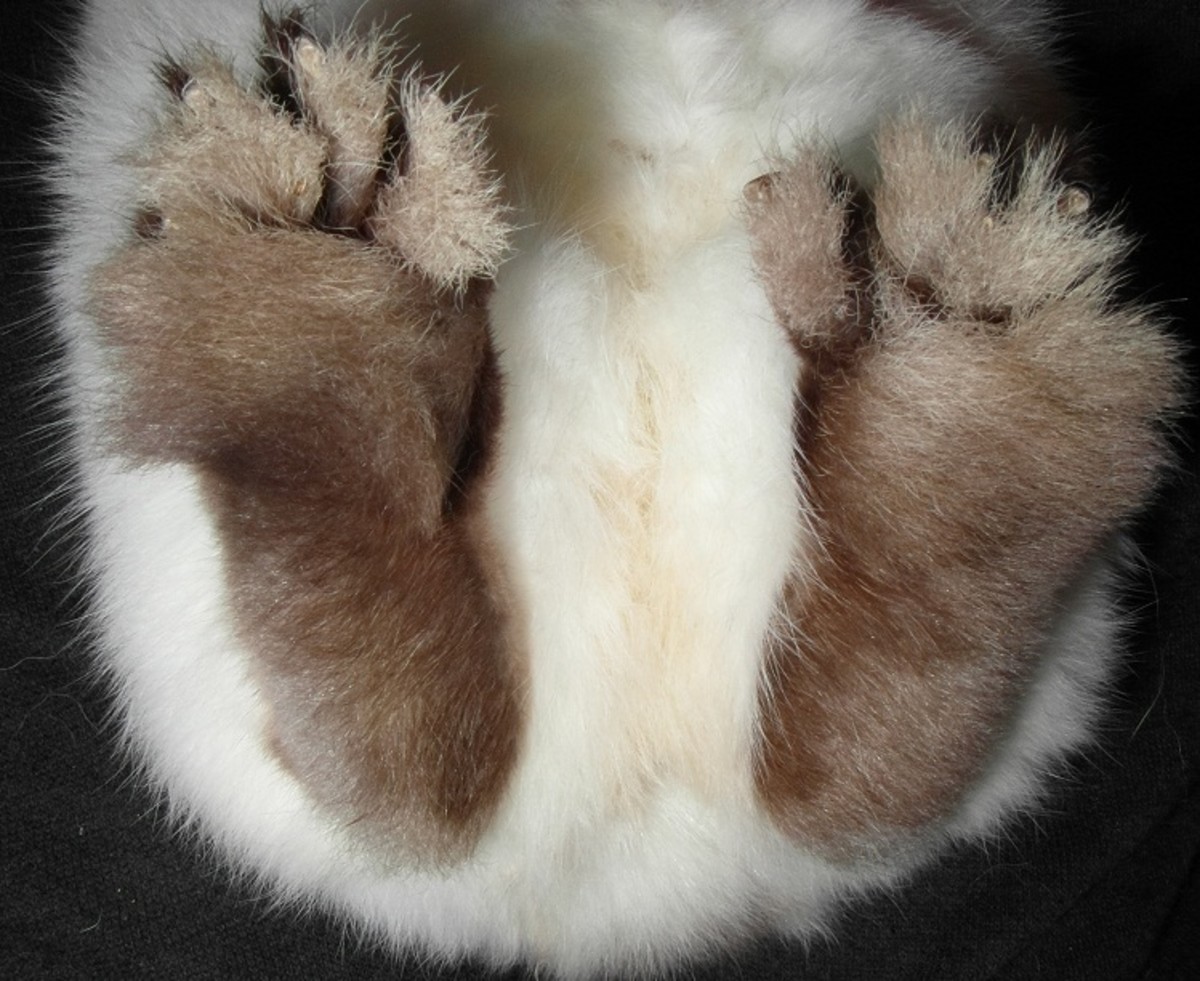 Carefully turn your rabbit on its back to check for soreness on the base of the feet