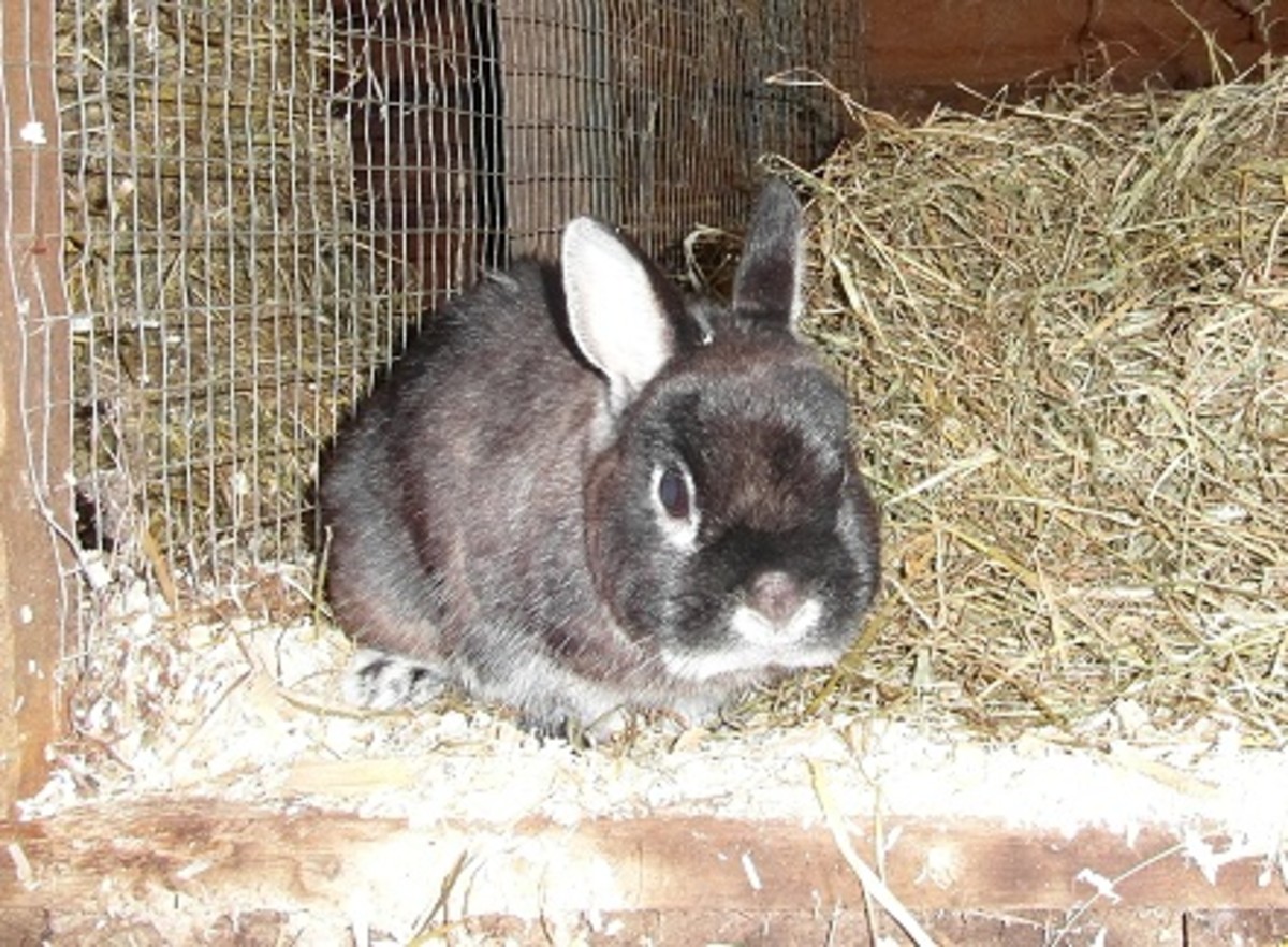 A Rabbit Health Check: What to Look out for in your Pet - HubPages