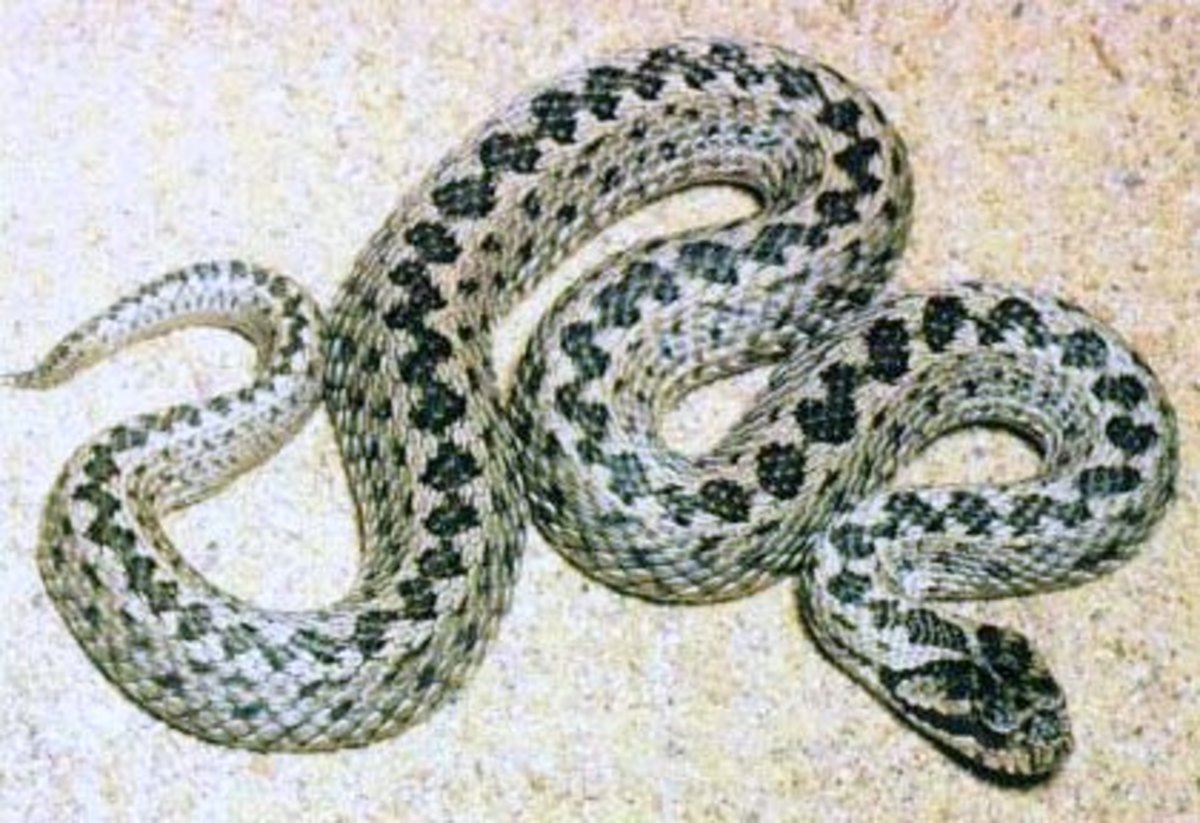 Cyprus Poisonous and Venomous Snakes, Spiders, Insects and Bugs HubPages