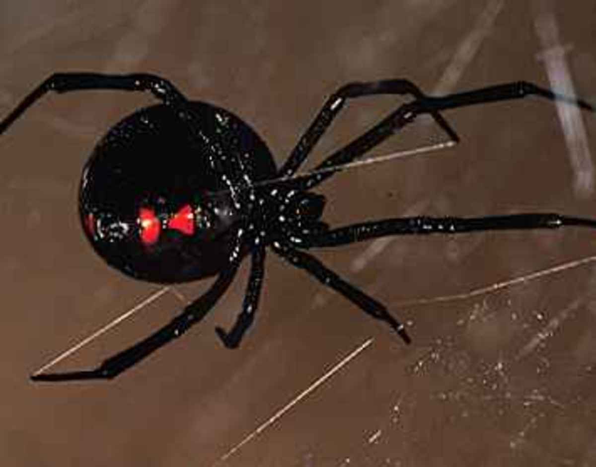 Черный паук примета