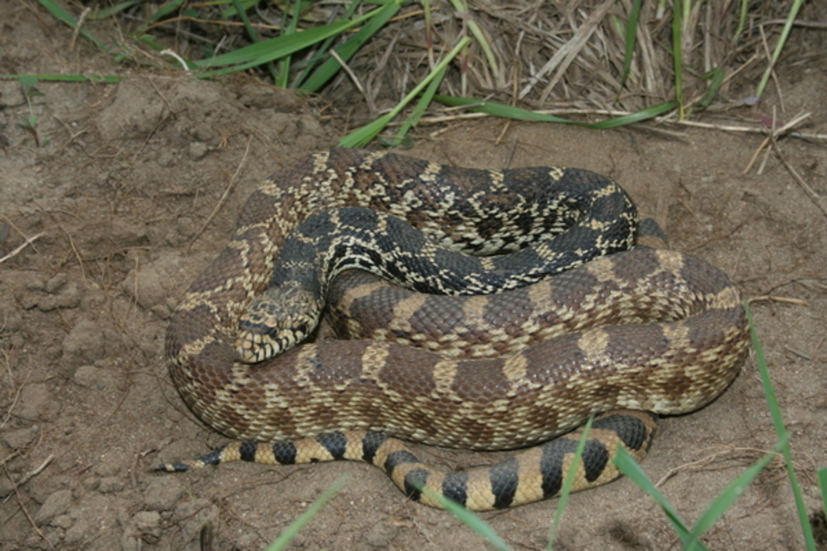 A Hillbilly Guide to Snakes: Bull Snakes