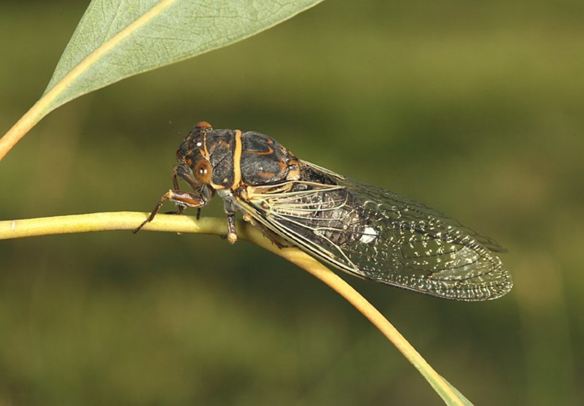 These are the "Apache Cicadas" - the type we have here in the Mojave Desert and all throughout the Las Vegas Valley.