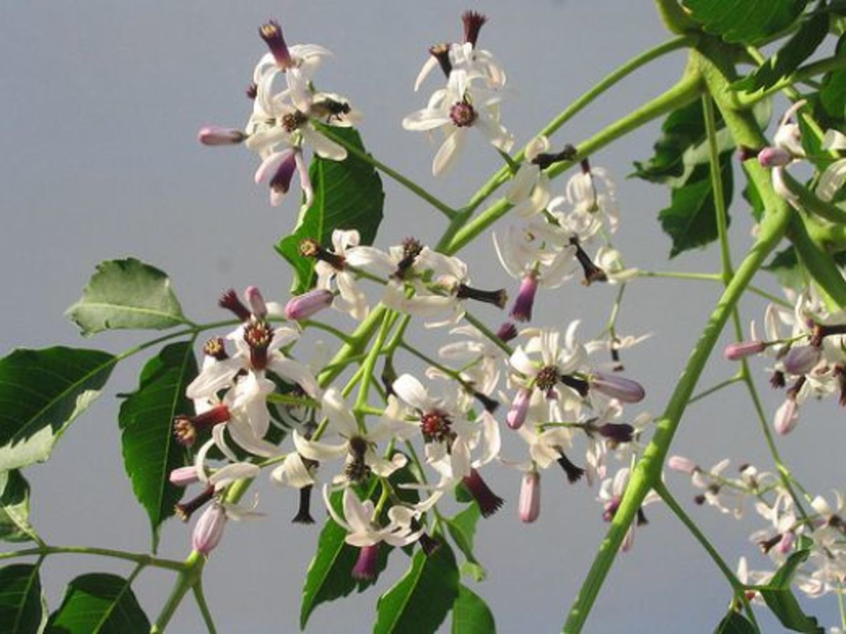 neem flower