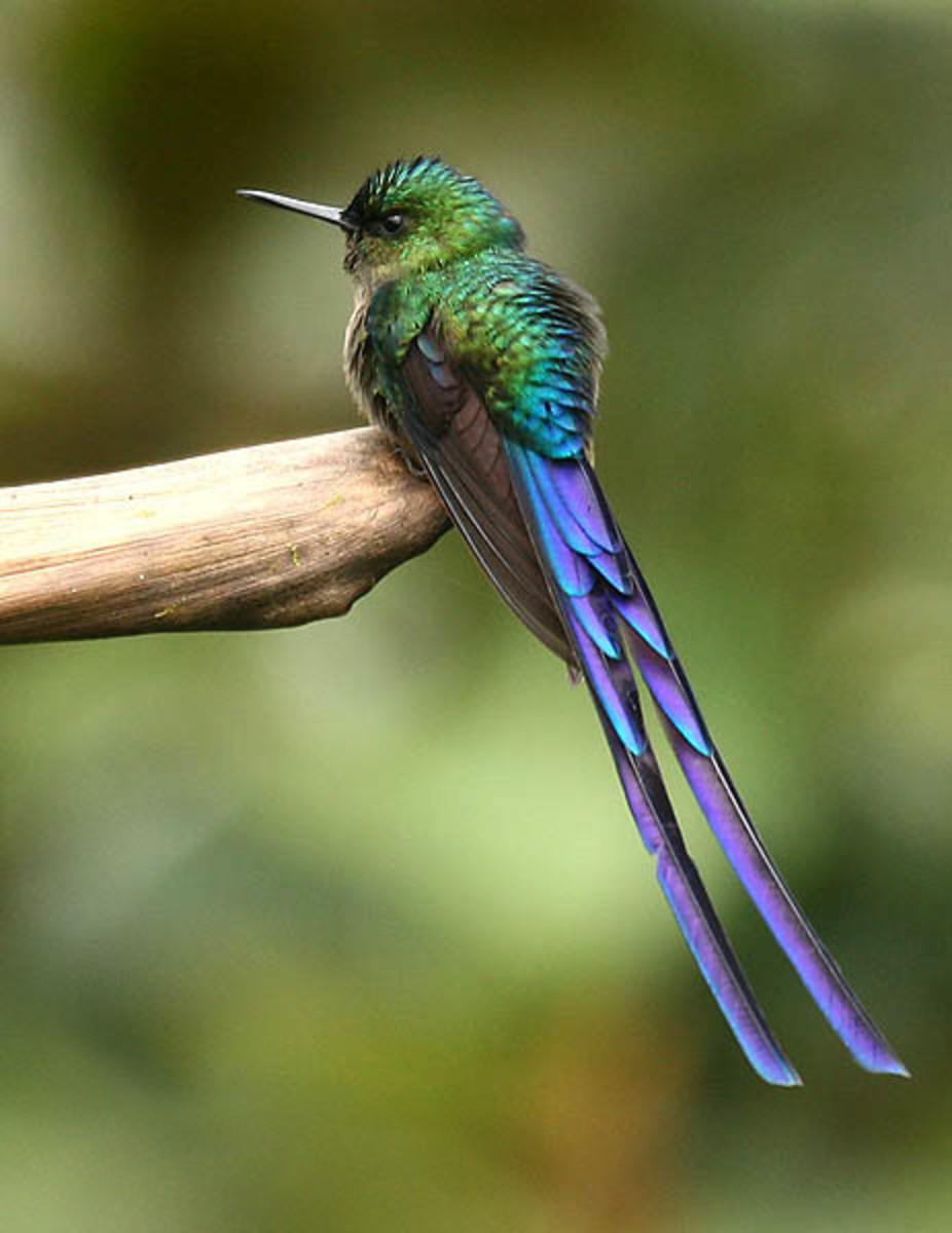 Hummingbirds: Facts, Symbolism, Meanings and More
