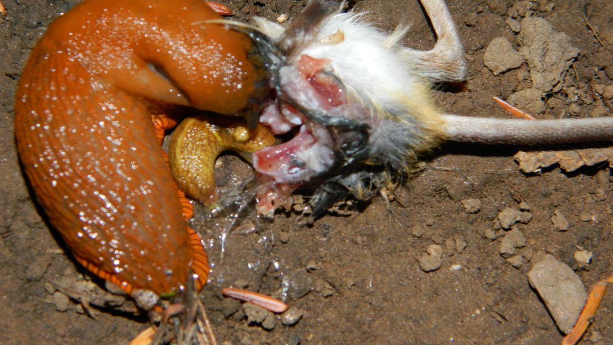 Vicious Killer Oregon Slugs digesting a  mouse.