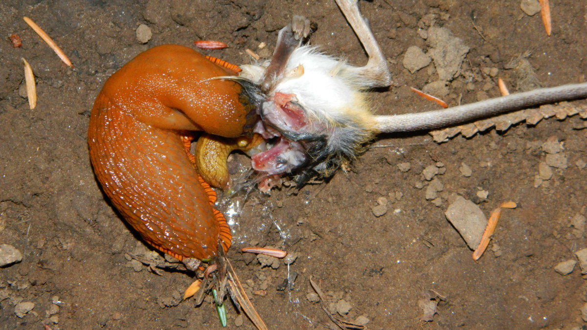 Slugs are actually eating a mouse.