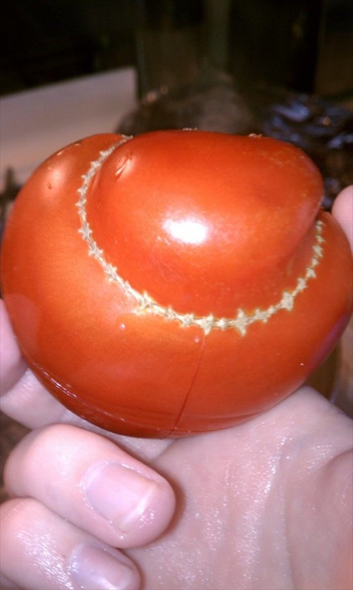 I used fresh tomatoes straight from my garden, like this scarred "frankenmato", shown here.