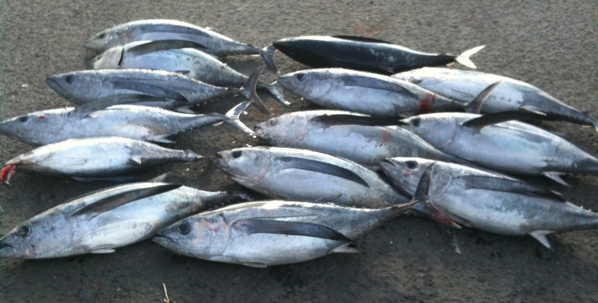 Best Tuna Fishing Lures