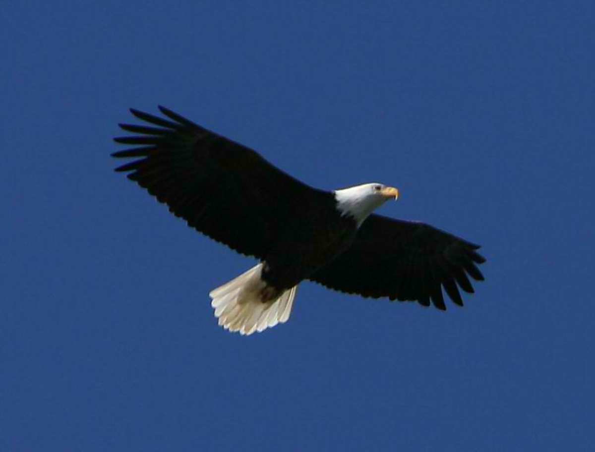 Classic soaring shape of the Bald Eagle with Leading edge of wings straight and a plank like look to the wingspan