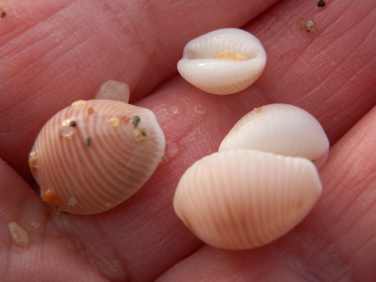 Where to Find Cowrie Shells